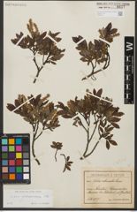 Foto von Salix waldsteiniana Willd.